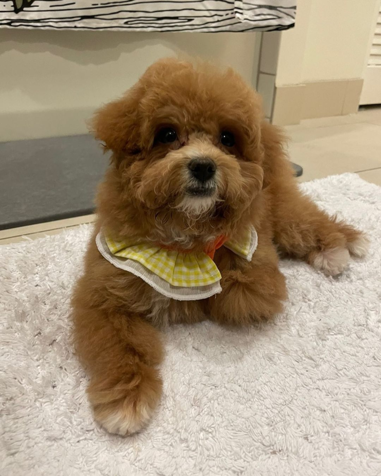 Small Cavapoo Pup in Irvine CA