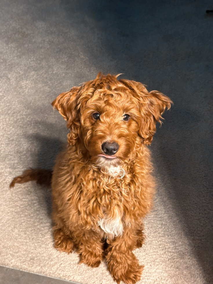 Mini Goldendoodle Being Cute