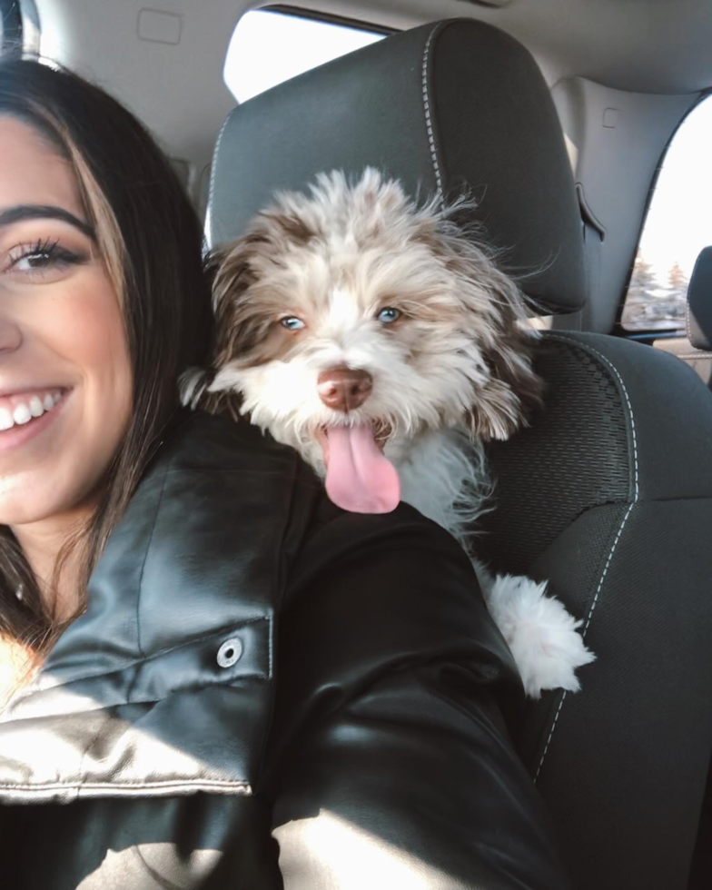 Sweet Mini Aussiedoodle Pup