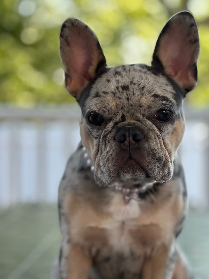 French Bulldog Pup
