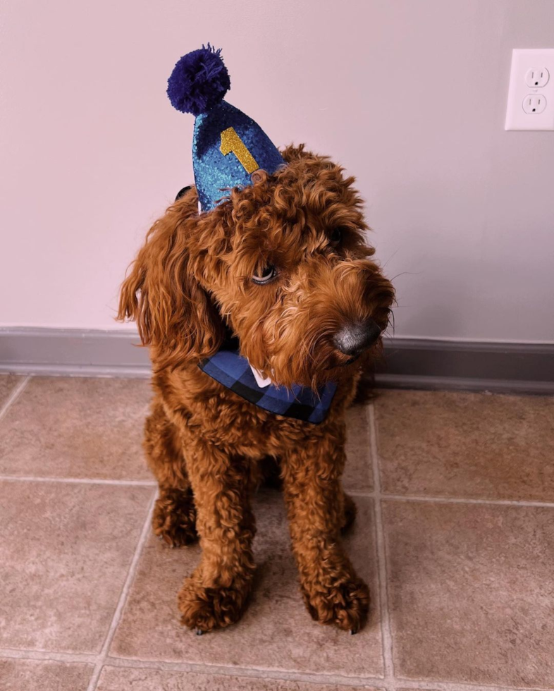 Old Fields Mini Goldendoodle Pup