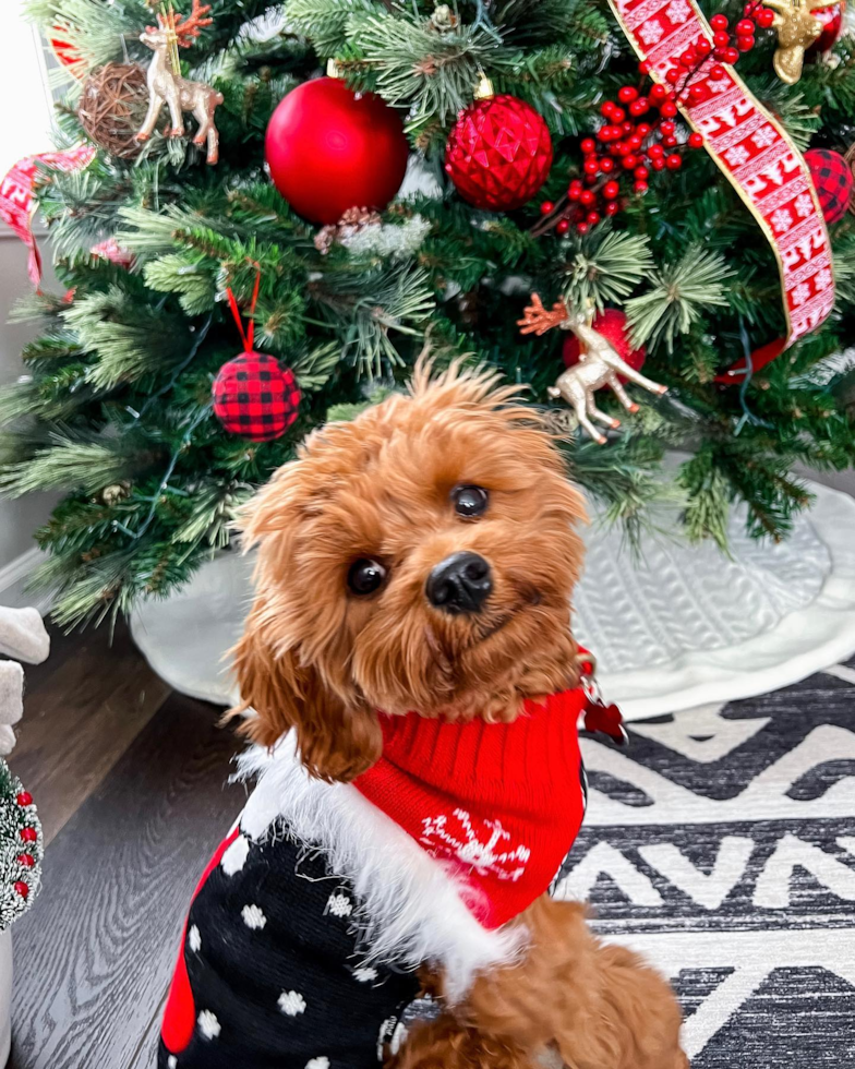 Cavapoo Being Cute