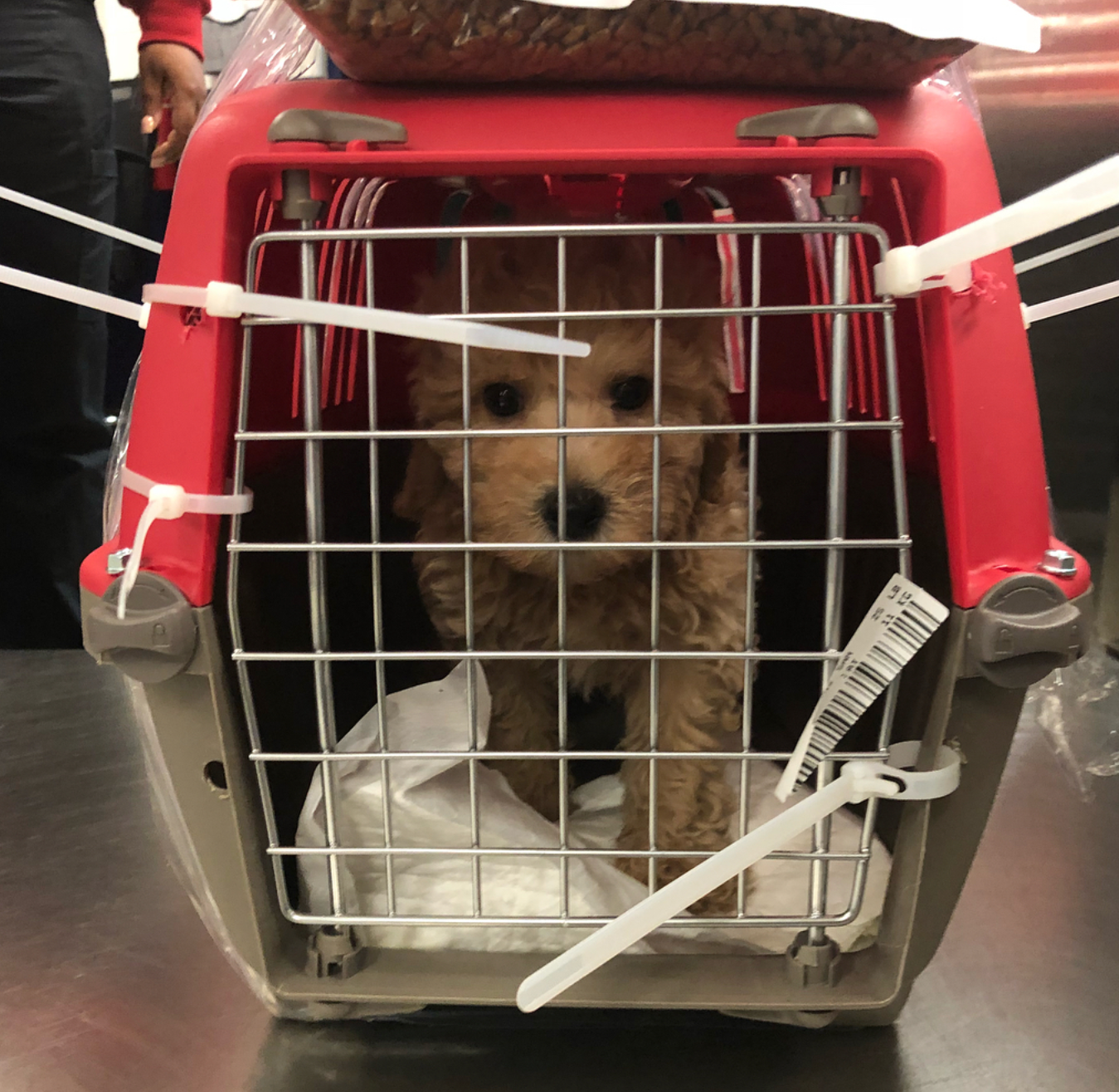 Small Maltipoo Baby