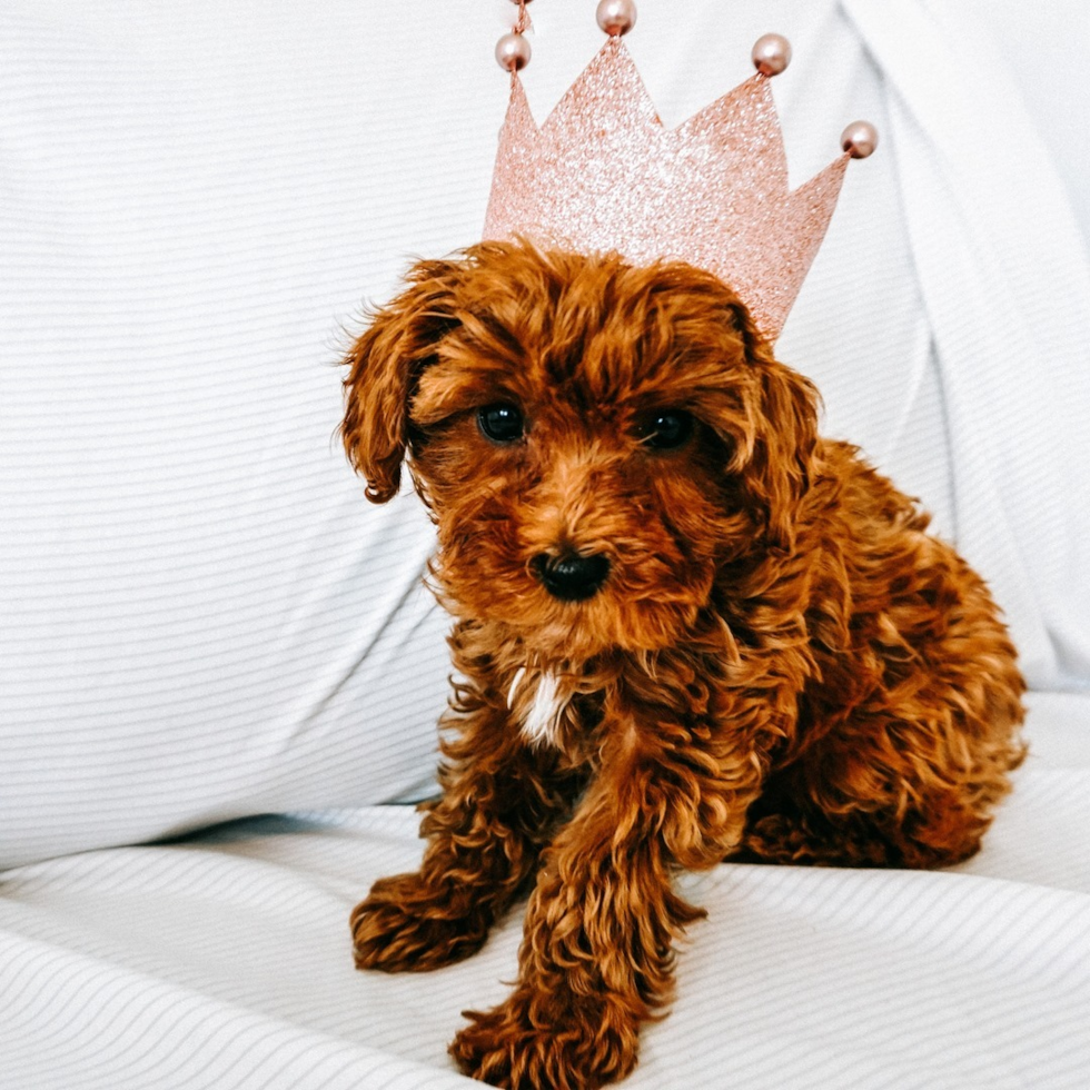 Ogden Cavapoo Pup