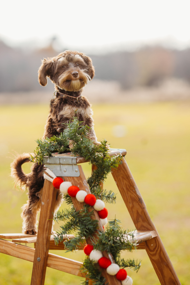 Yorkie Poo Being Cute