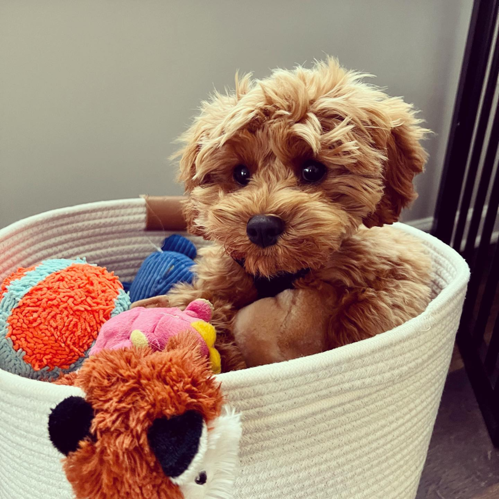 Cavapoo Being Cute