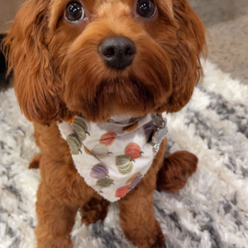 Cavapoo Being Cute