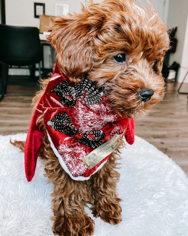 Happy Cavapoo Pup