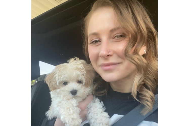 Little Maltepoo Poodle Mix Puppy