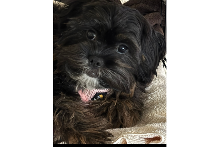 Best Shih Poo Baby