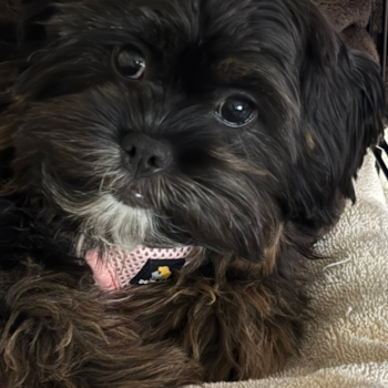 Friendly Shih Poo Pup
