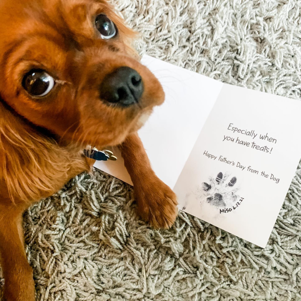 Cavalier King Charles Spaniel Being Cute