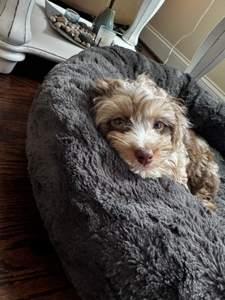 Mini Aussiedoodle Pup