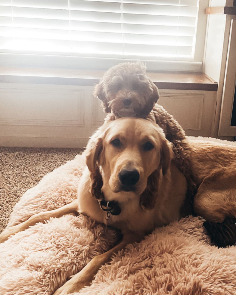 Cute Mini Goldendoodle Pup