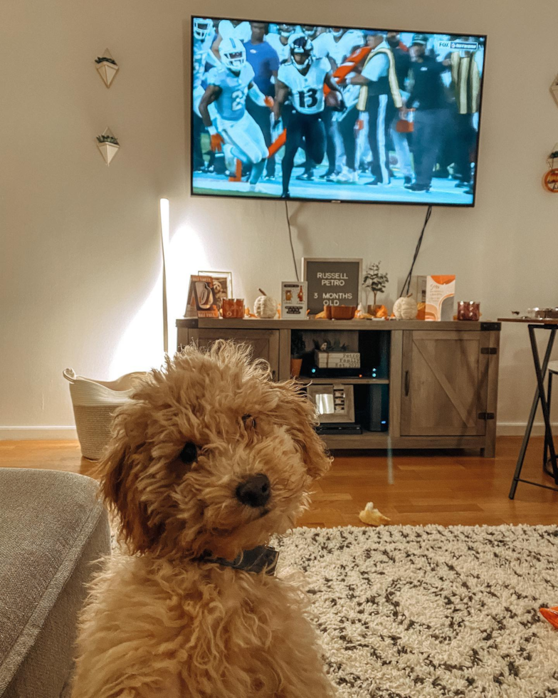 Funny Mini Goldendoodle Poodle Mix Pup