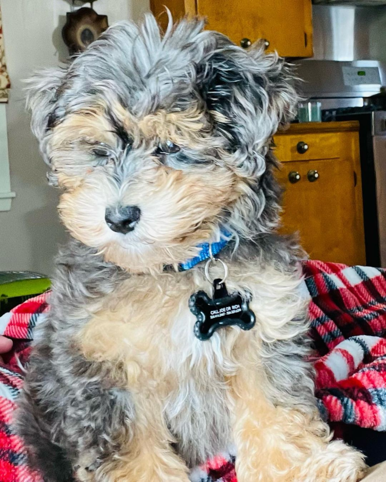 Friendly Maltipoo Pup