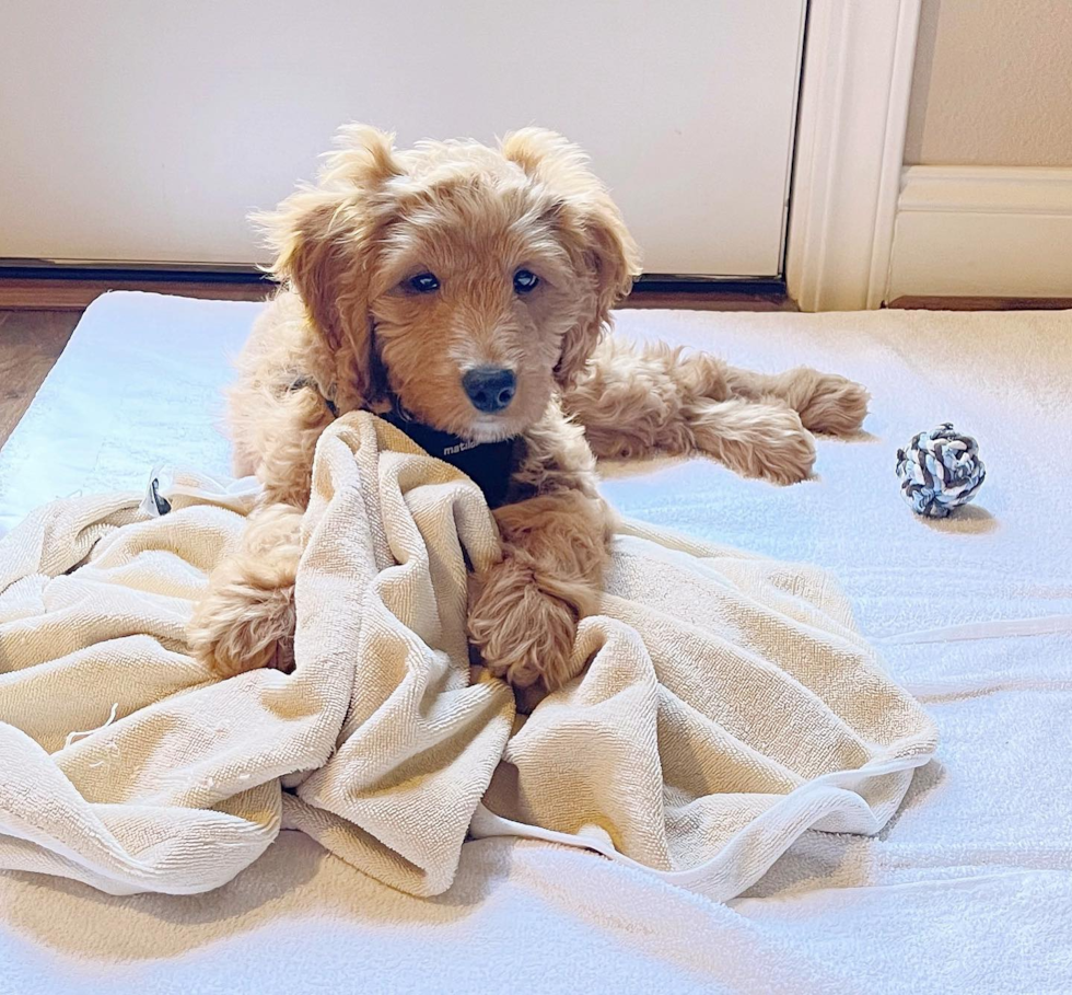 Millbrae Mini Goldendoodle Pup