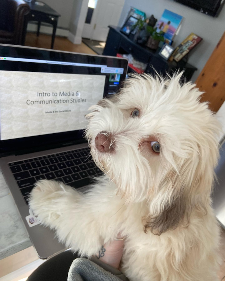 Havanese Being Cute