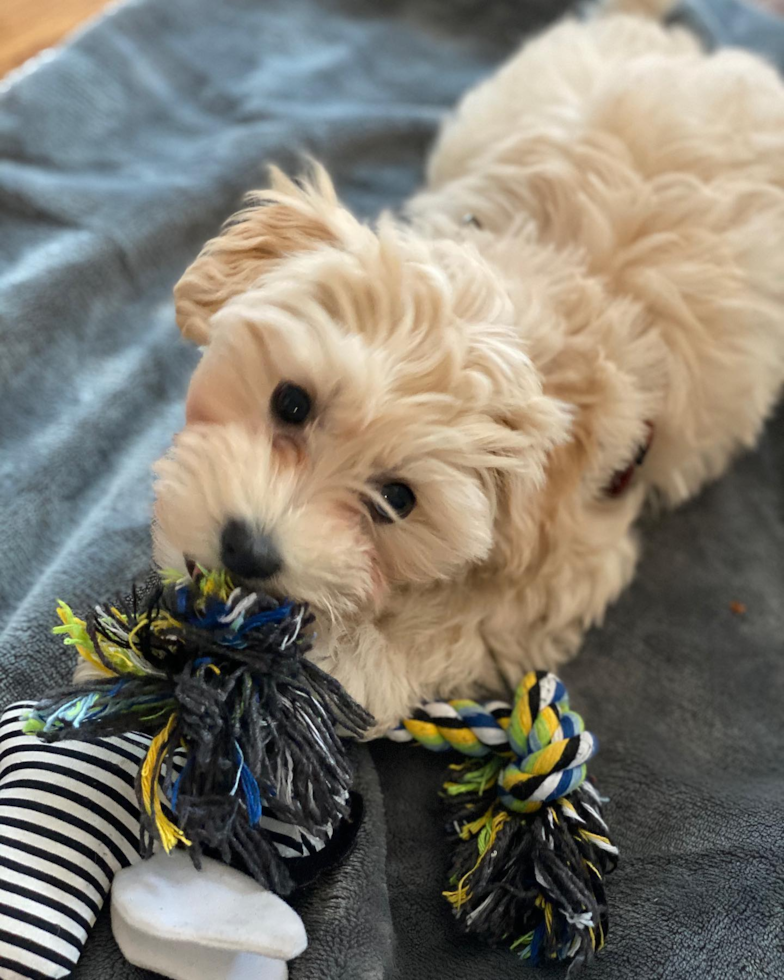 Friendly Maltipoo Pup in Brooklyn NY