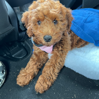 Cute Mini Goldendoodle Pup