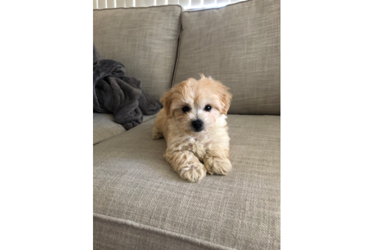 Playful Maltepoo Poodle Mix Puppy