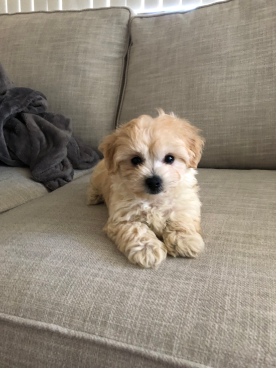 Riverside Maltipoo Pup