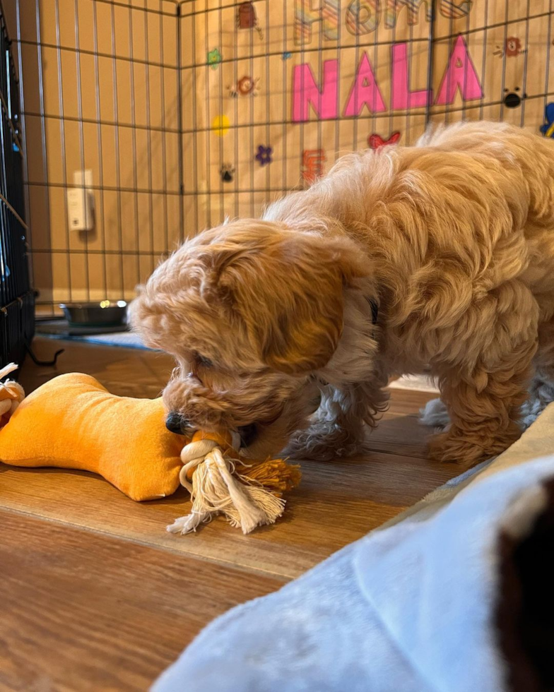 Petite Maltipoo Poodle Mix Pup