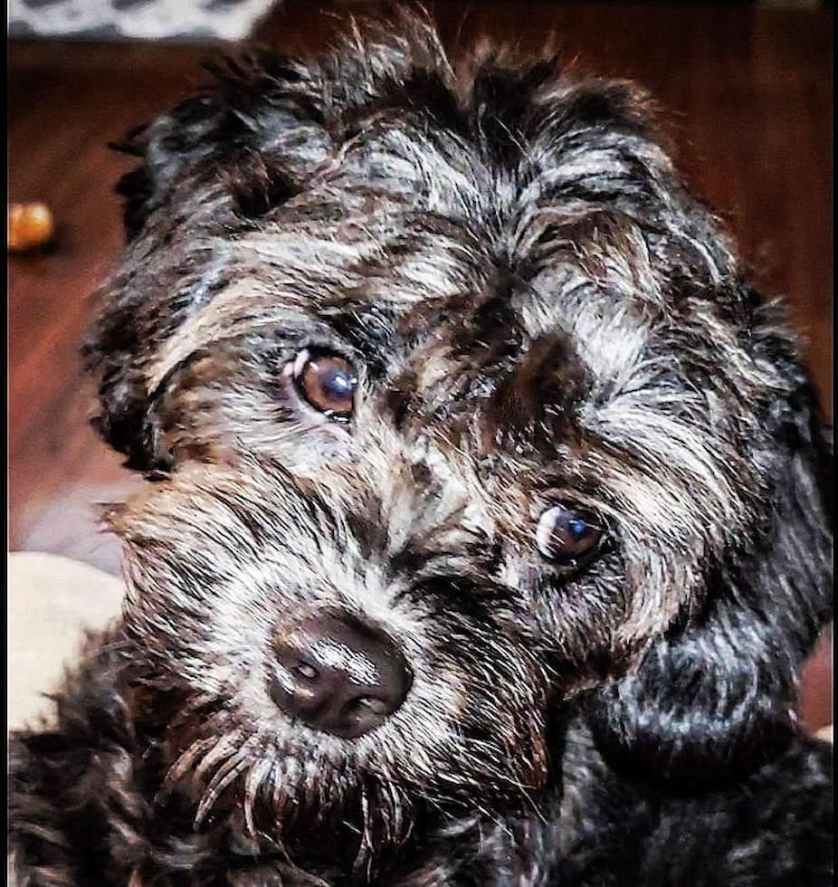 Fluffy Cavapoo Poodle Mix Pup