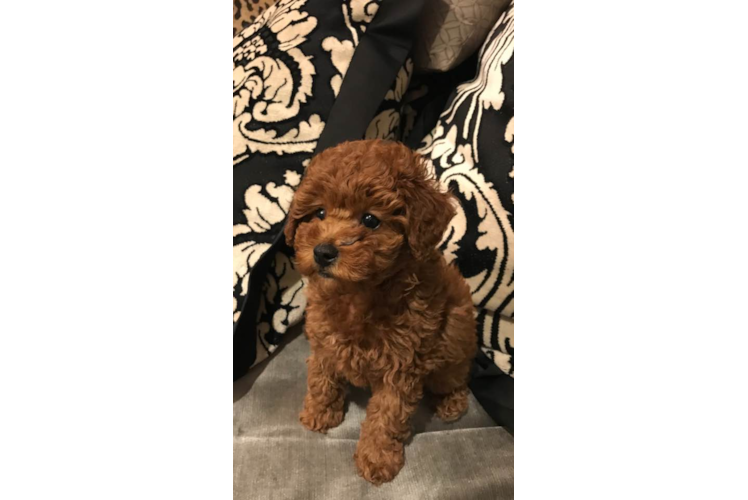 Little Cavoodle Poodle Mix Puppy