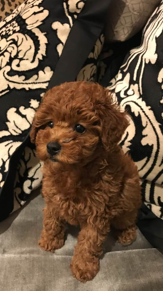 Dallas Cavapoo Pup