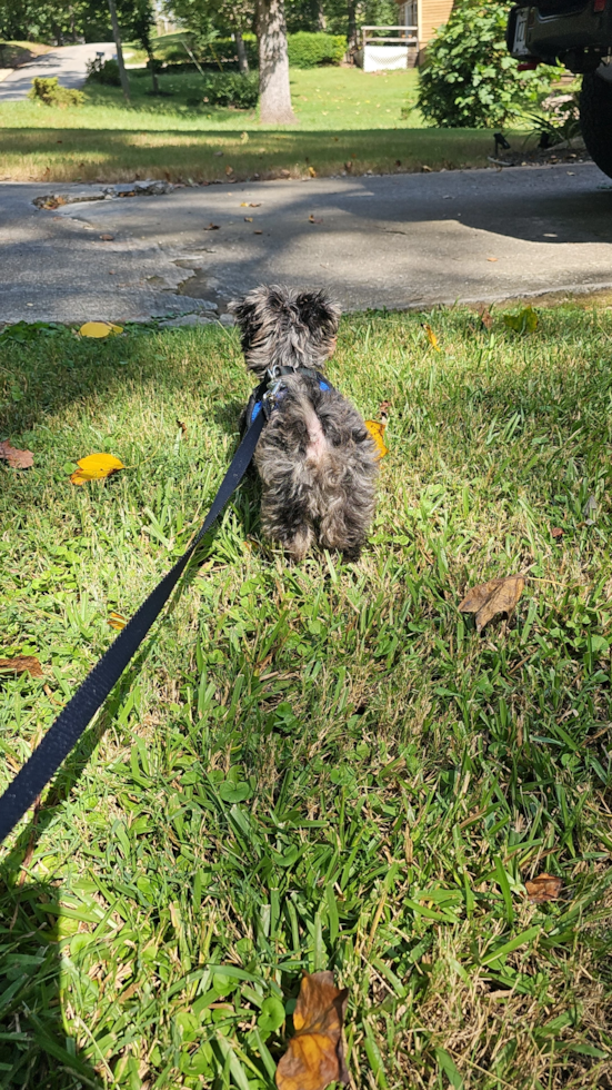 Playful Yo Yo Poo Poodle Mix Pup