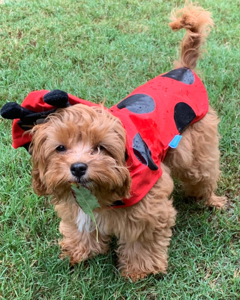 Sweet Cavapoo Pup