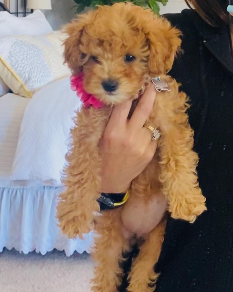 Funny Cavapoo Poodle Mix Pup