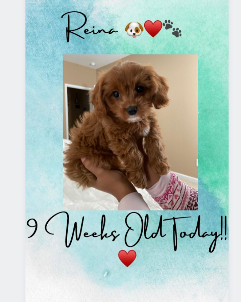 Small Cavapoo Pup