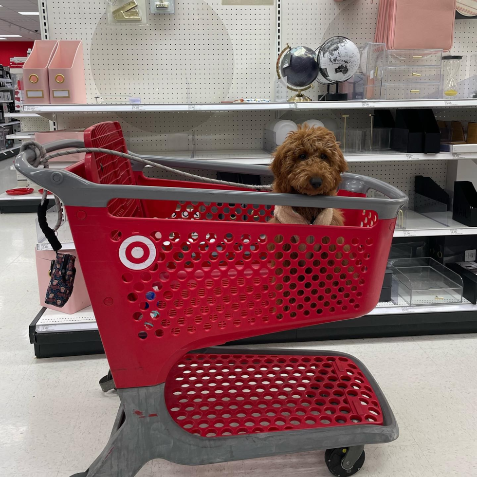 Sweet Mini Goldendoodle Pup in Santa Clara CA