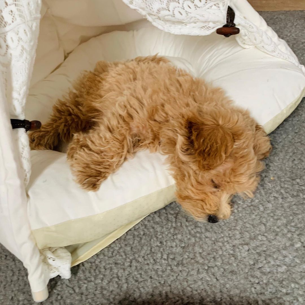 LOUISVILLE Maltipoo Pup