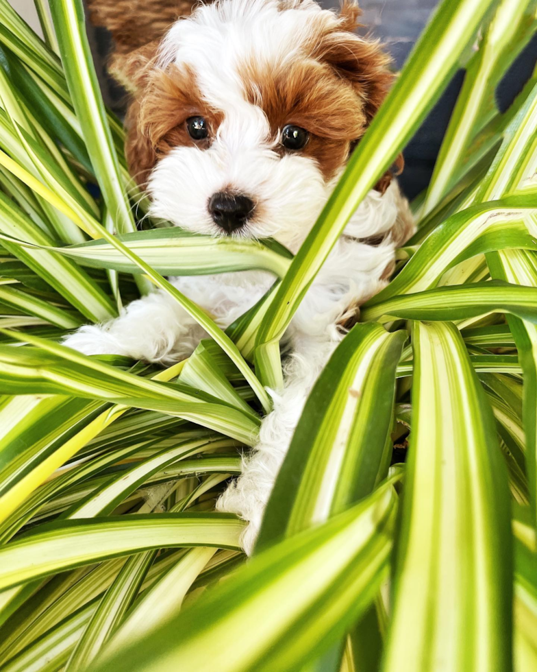 Adorable Cavoodle Poodle Mix Pup