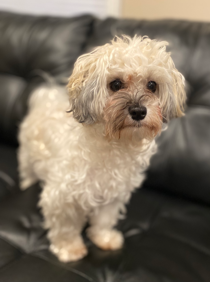 Small Havanese Pup