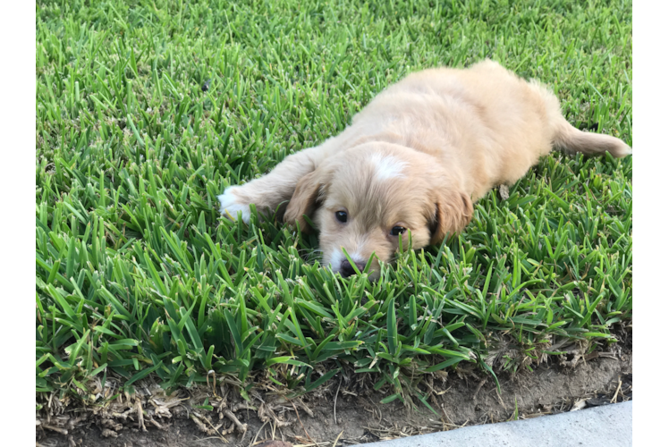 Hypoallergenic Golden Retriever Poodle Mix Puppy