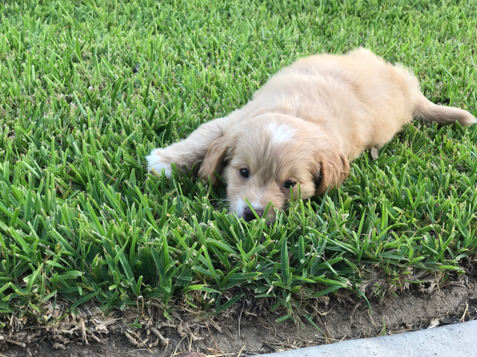 Small Mini Goldendoodle Pup in Lake Charles LA