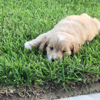 Small Mini Goldendoodle Pup in Lake Charles LA