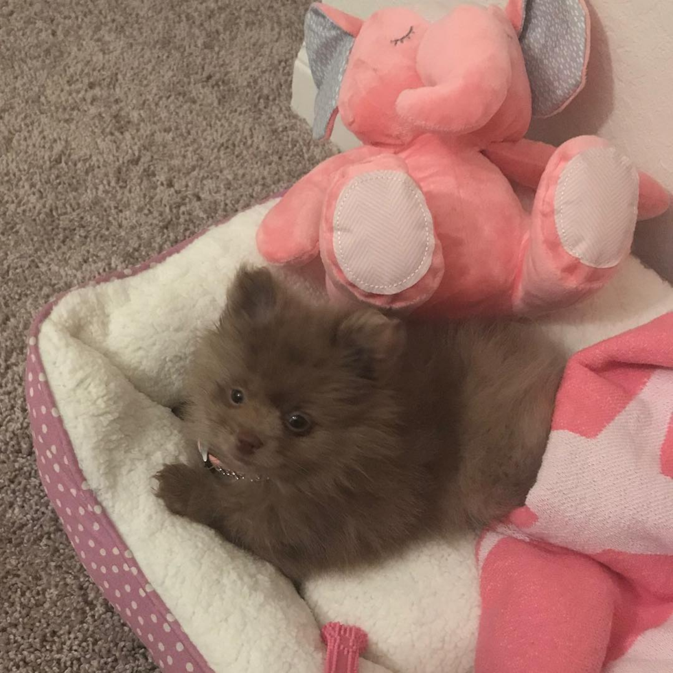 Little Pomeranian Pup