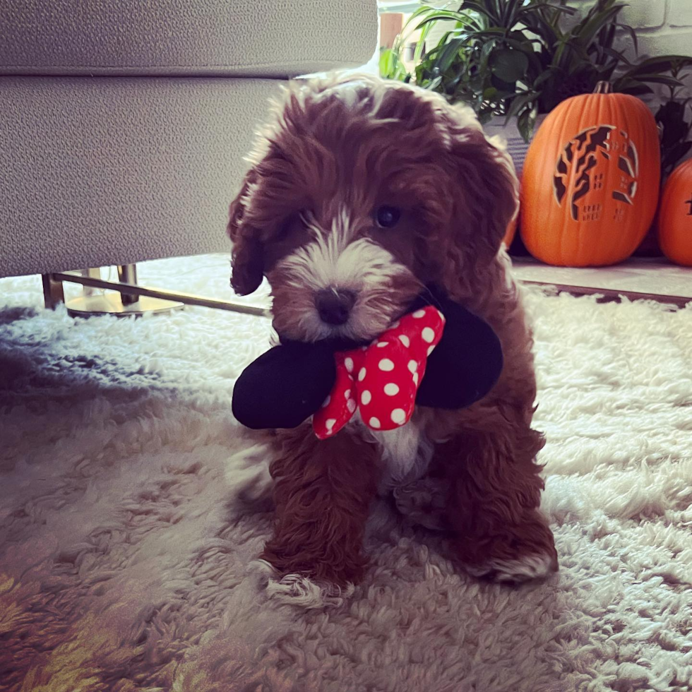 Los Angeles Mini Goldendoodle Pup