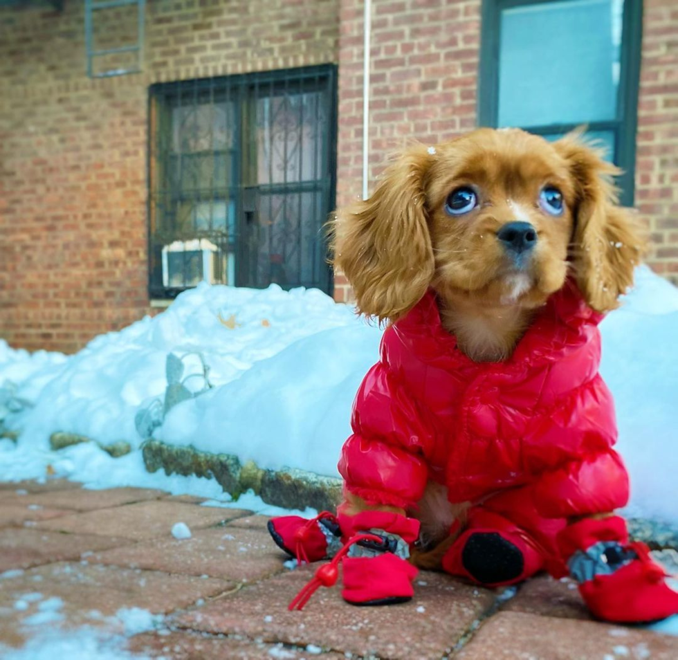 Fluffy Cavalier King Charles Spaniel Purebred Pup