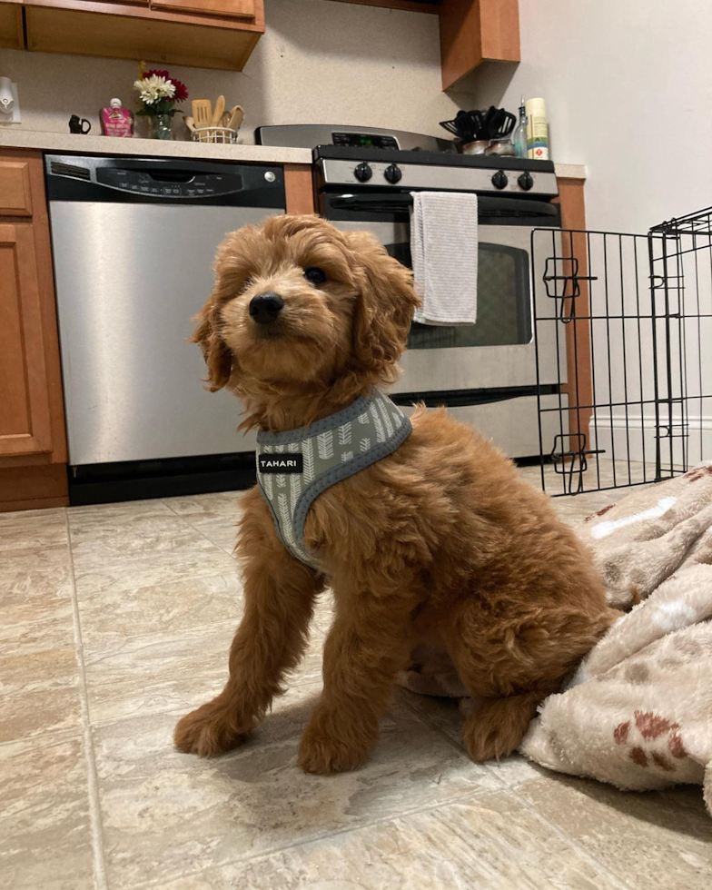 Petite Mini Goldendoodle Poodle Mix Pup