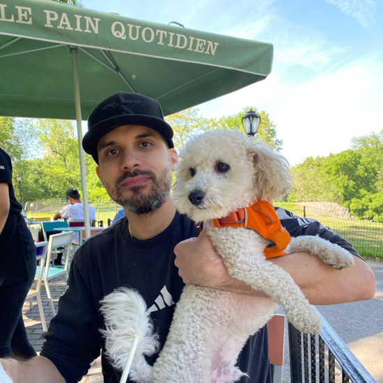 Happy Poochon Pup in Bronx NY