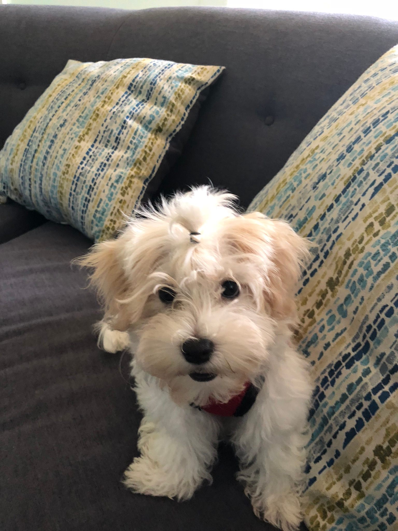 Havanese Pup Being Cute