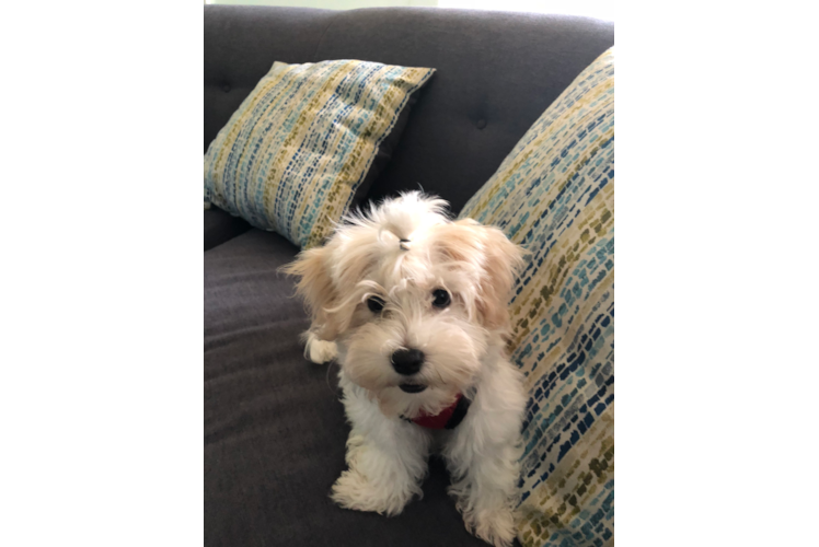 Havanese Pup Being Cute