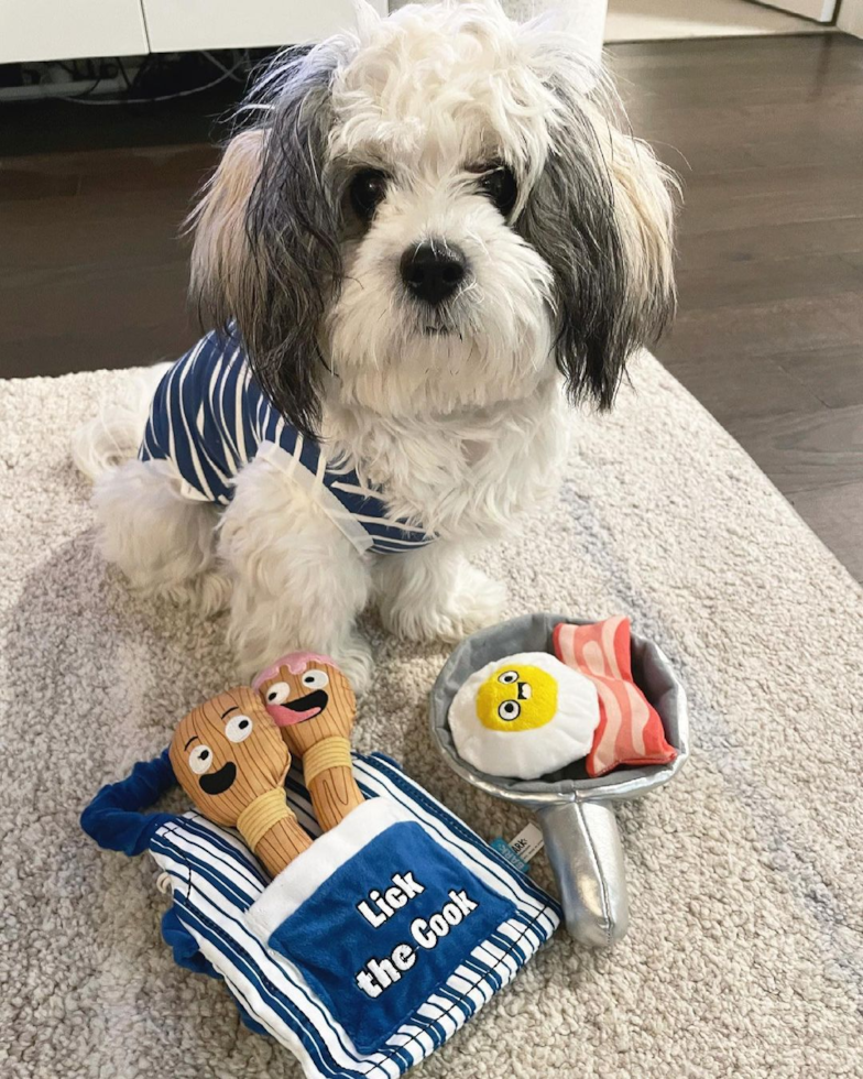 Walnut Creek Teddy Bear Pup