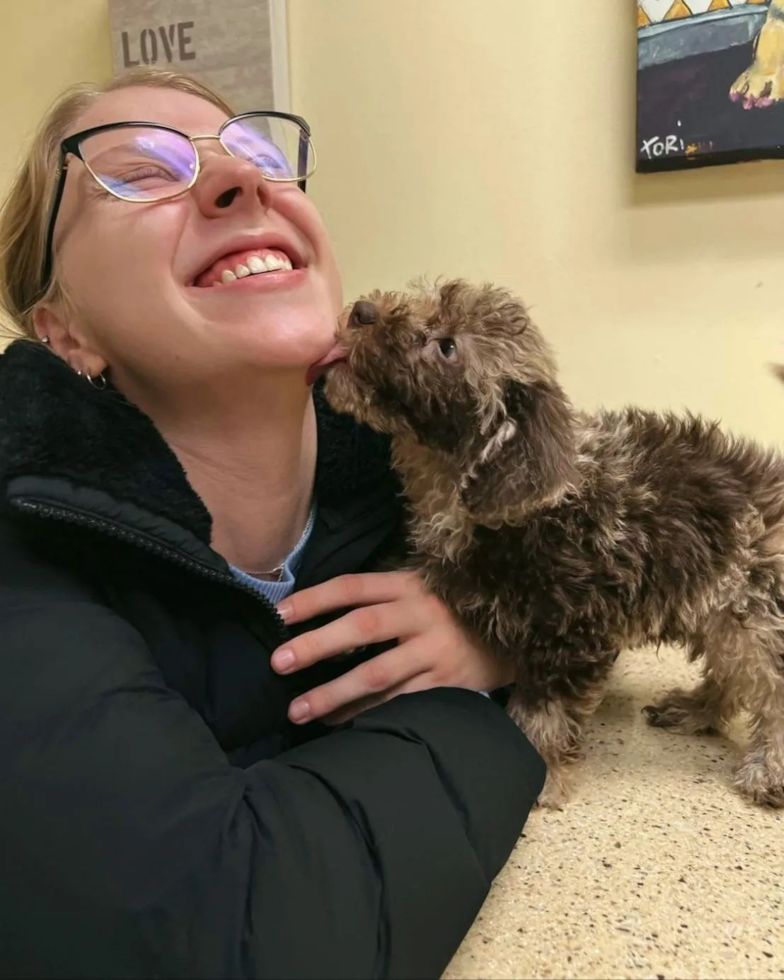 Adorable Labrador Poodle Mix Pup